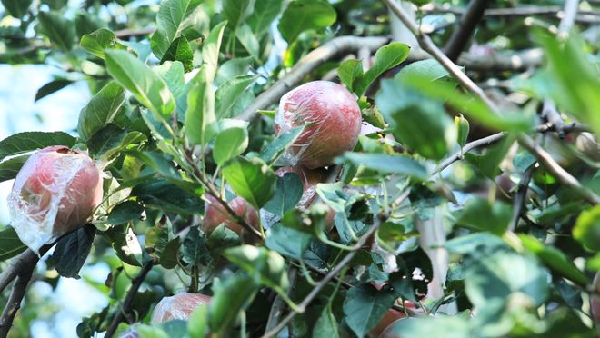 红果果甜进心窝窝！辛集人都爱吃→(图3)