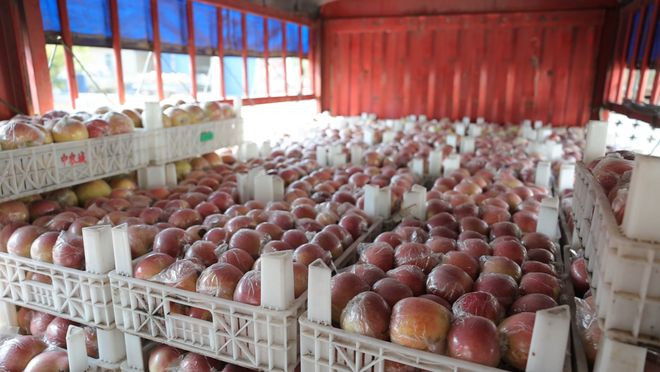 红果果甜进心窝窝！辛集人都爱吃→(图2)