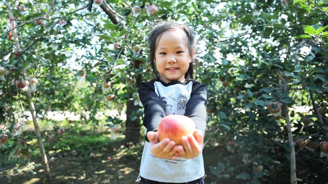 红果果甜进心窝窝！辛集人都爱吃→(图5)