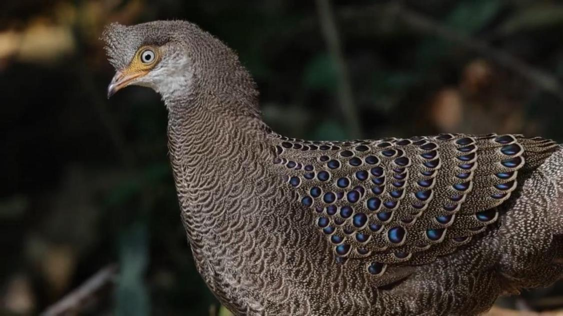 易倍体育网站:彩云之南向新而行数智技术绘就边疆发展新图景(图6)