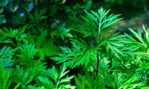 中研网行业资讯_中研普华行业研究网(图17)